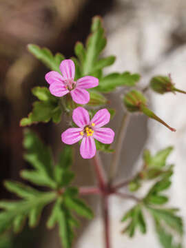 Image of Geranium purpureum Vill.