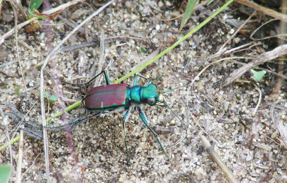 Imagem de Cicindela (Cicindela) splendida Hentz 1830