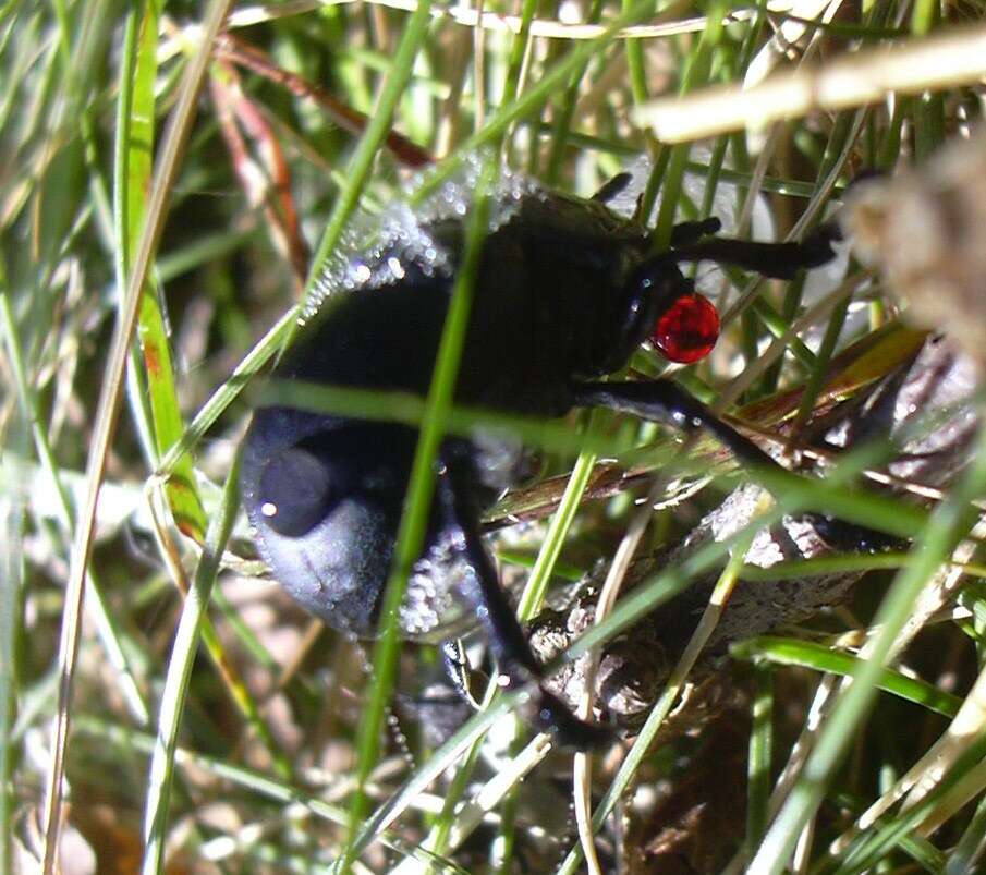 Image of Timarcha tenebricosa