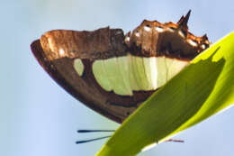 Image of Polyura arja Felder 1866