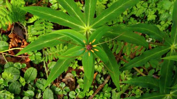 Image of Paris polyphylla var. stenophylla Franch.