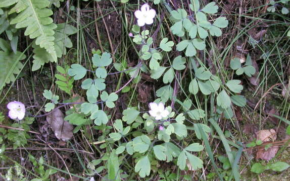 Image of western false rue anemone