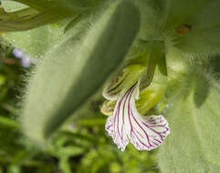 Imagem de Ajuga laxmannii (Murray) Benth.