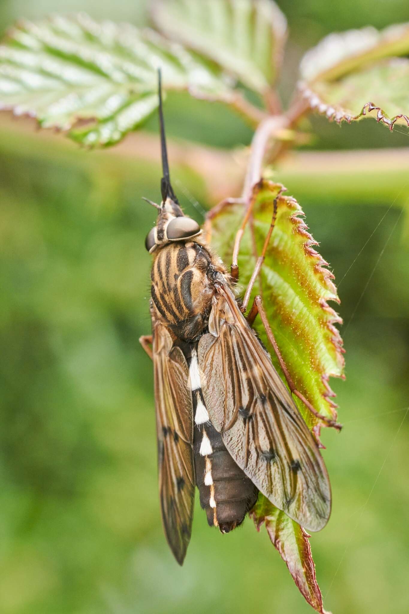 صورة Mycteromyia conica (Bigot 1857)