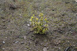 Image of Drosera ramellosa Lehm.