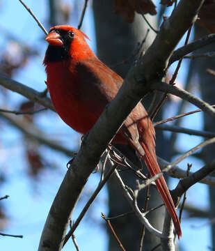 Image of cardinals