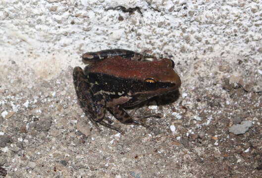 Image of widespread fungoid frog