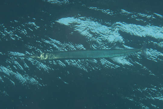 Image of Hound Needlefish