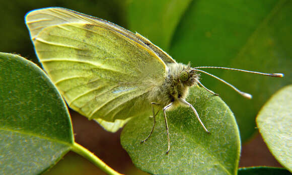 Image of cabbage butterfly