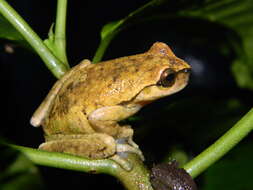 Image of Spikethumb frog