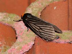 صورة Macrobrochis fukiensis