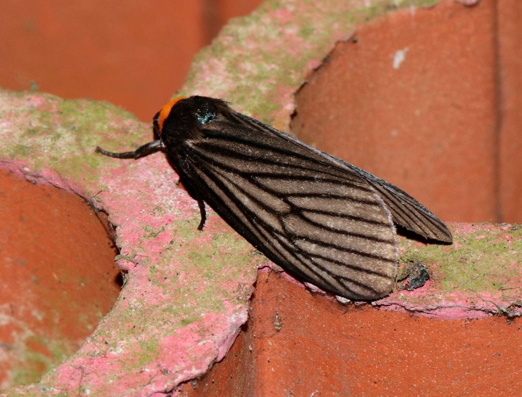 Imagem de Macrobrochis fukiensis