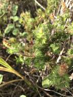 Imagem de Acalypha radians Torr.