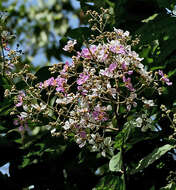 Plancia ëd Lagerstroemia floribunda Jack