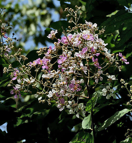 Image de Lagerstroemia floribunda Jack