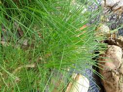 Image de Carex reuteriana subsp. reuteriana