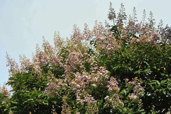 Plancia ëd Lagerstroemia floribunda Jack