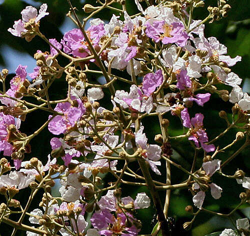 Image de Lagerstroemia floribunda Jack