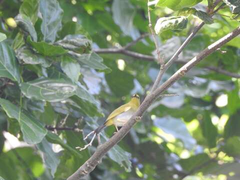 Image of Dark-eyed White-eye