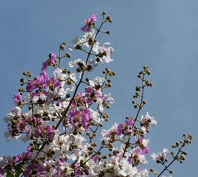 Plancia ëd Lagerstroemia floribunda Jack