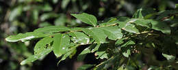 Plancia ëd Lagerstroemia floribunda Jack