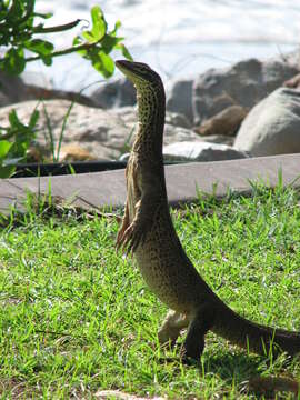 Image of Sand Monitor