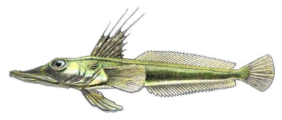 Image of Channichthys