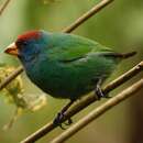 Image of Red-headed Parrot-Finch