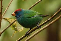 Image of Red-headed Parrot-Finch