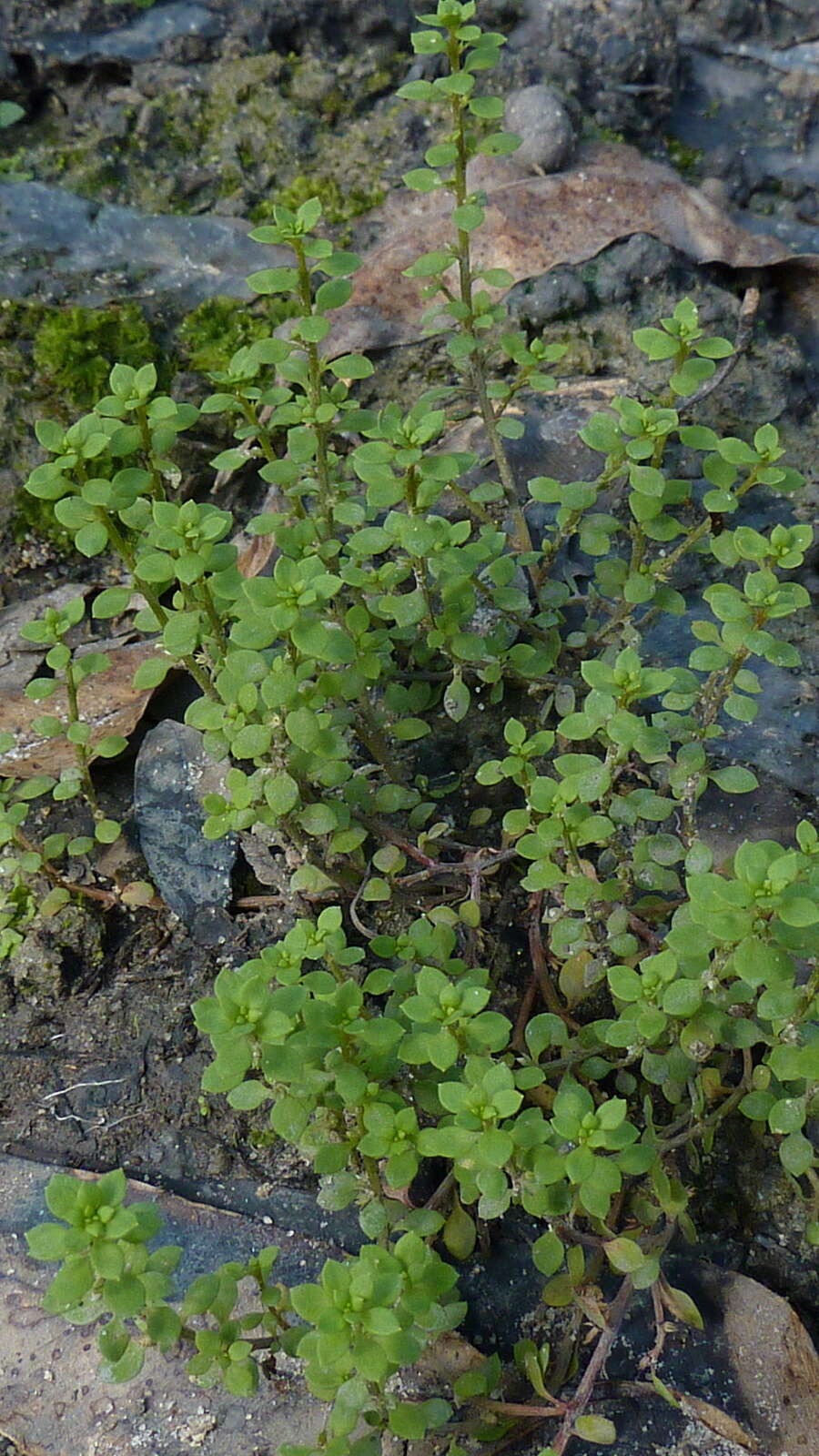 Image of yellow loosestrife