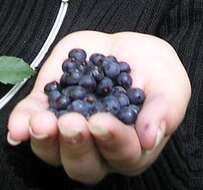 Image of bilberry