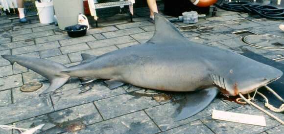 Image of Bull Shark