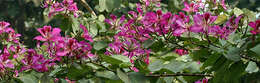 Image of bauhinia