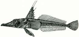 Plancia ëd Channichthys