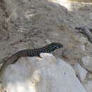 Image of Miles Wall Lizard