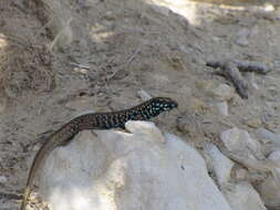 Image of Miles Wall Lizard