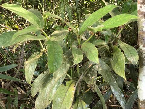 Lasianthus cyanocarpus Jack resmi