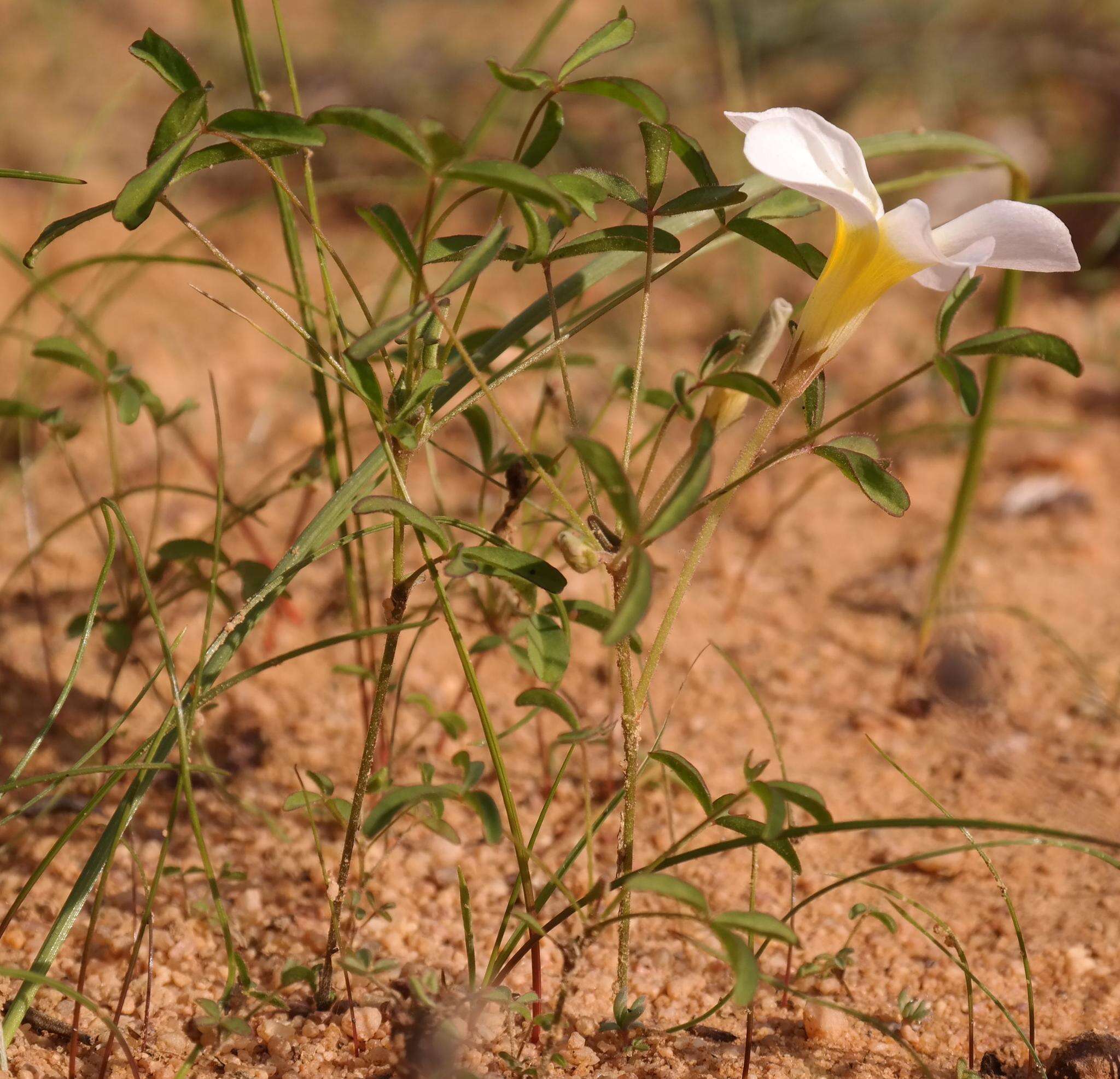 Imagem de Oxalis tenella Jacq.