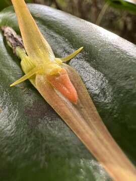 Image de Pleurothallis microcardia Rchb. fil.