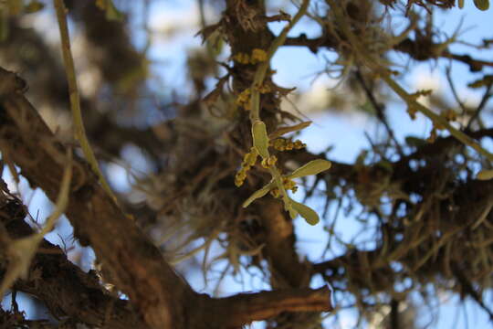 Image of Phoradendron palmeri Greenm.