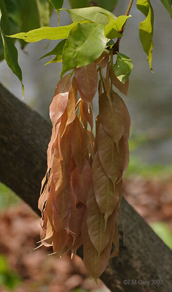 Image de Brownea coccinea Jacq.