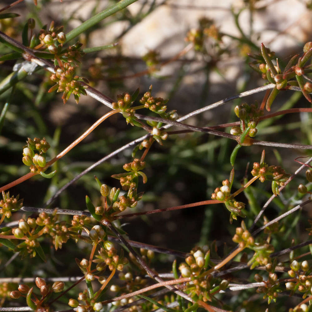 Image of Adenogramma lichtensteiniana (Schult.) Druce