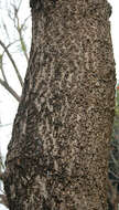 Image of Caribbean trumpet tree