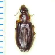 Image of Ground beetle