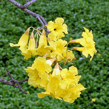 Image of Caribbean trumpet tree