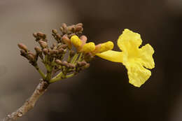 Image of Caribbean trumpet tree