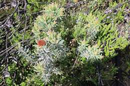 Image of Yellow bush