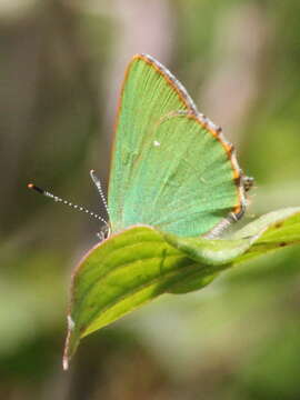 Image of Green Hairstreak