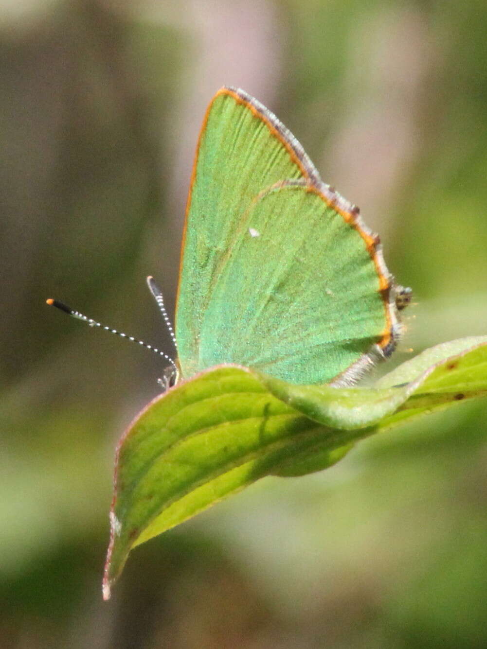 Plancia ëd Callophrys rubi (Linnaeus 1758)