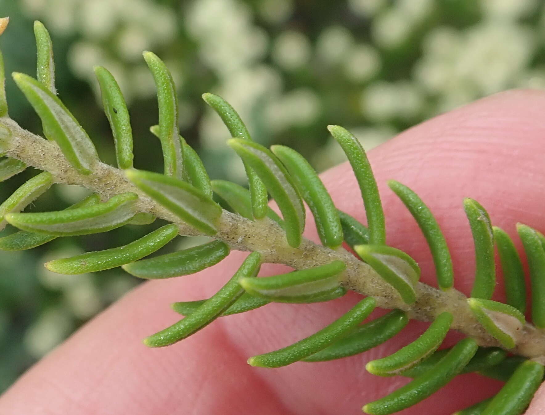 Image of Phylica axillaris var. maritima Pillans